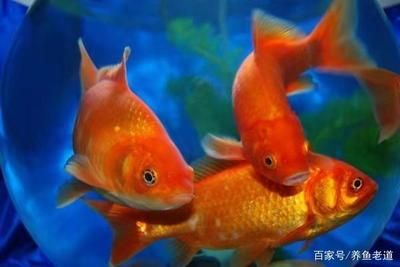 龍魚吃草金魚吃什么：龍魚吃草金魚吃什么龍魚吃草金魚吃草金魚吃什么 龍魚百科 第2張