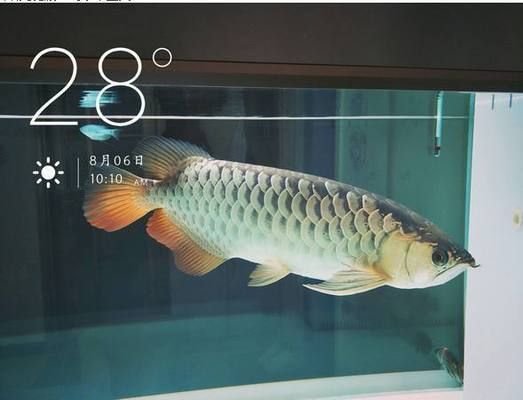 小龍魚的營養(yǎng)與禁忌是什么：小龍魚的營養(yǎng)與禁忌