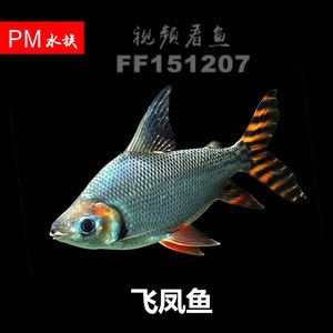 龍魚缸里養(yǎng)什么清潔魚便宜：龍魚缸養(yǎng)什么清潔魚便宜