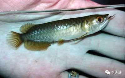 20 厘米的小龍魚(yú)喂食什么好：20厘米的小龍魚(yú)在喂食方面有什么要求？ 龍魚(yú)百科 第2張