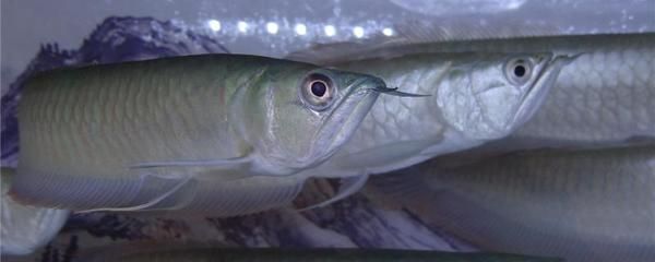 一條銀龍魚被鸚鵡魚欺負得快要升天了：銀龍魚被鸚鵡魚欺負怎么辦 龍魚百科 第2張