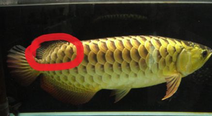 龍魚(yú)怎么樣不掉眼皮呢：龍魚(yú)掉眼怎么辦 龍魚(yú)百科 第1張