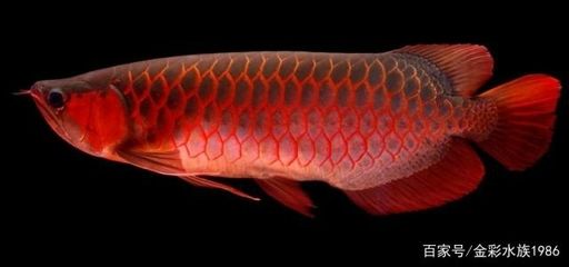 紅龍魚(yú)搭配什么魚(yú)：什么魚(yú)適合與紅龍魚(yú)混養(yǎng)