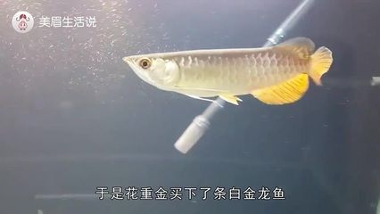 金龍魚為什么老張嘴：金龍魚老張嘴可能有多種原因