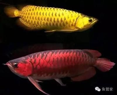 龍魚(yú)底部游動(dòng)：龍魚(yú)長(zhǎng)時(shí)間在魚(yú)缸底部游動(dòng)可能有多種原因，如何處理