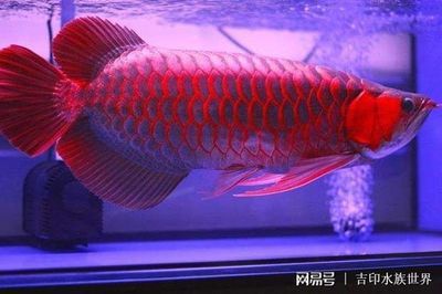 家里養(yǎng)紅龍魚的風(fēng)水好嗎：家里養(yǎng)紅龍魚的風(fēng)水好嗎，