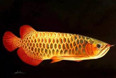 金龍魚先生是什么意思：“金龍魚先生”是什么意思金龍魚先生是什么意思