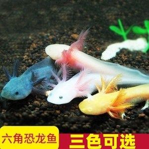 小龍魚觀賞魚怎么養(yǎng)：小龍魚的養(yǎng)護(hù)需要一個特定的環(huán)境，包括魚缸、增氧機(jī)和燈光等設(shè)備 龍魚百科 第2張