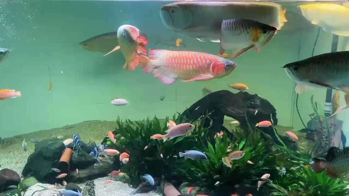 去網(wǎng)紅家看魚了：魚樂世界cyl打卡 觀賞魚論壇