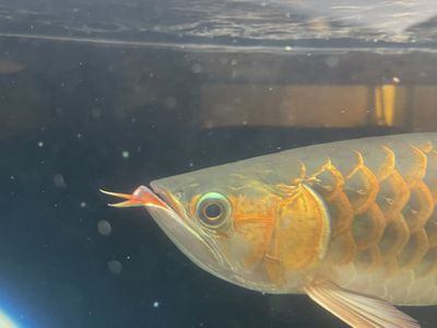 龍魚(yú)挑食不吃蝦怎么辦：龍魚(yú)挑食不吃蝦怎么辦龍魚(yú)挑食不吃蝦怎么辦 龍魚(yú)百科 第2張