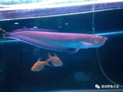 黑帶龍魚(yú)和銀龍的區(qū)別：黑帶龍魚(yú)和銀龍魚(yú)有什么區(qū)別？ 龍魚(yú)百科 第1張