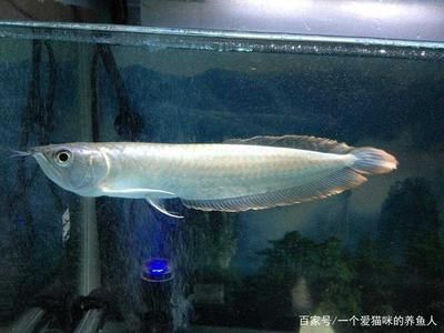 黑帶龍魚(yú)和銀龍的區(qū)別：黑帶龍魚(yú)和銀龍魚(yú)有什么區(qū)別？ 龍魚(yú)百科 第2張