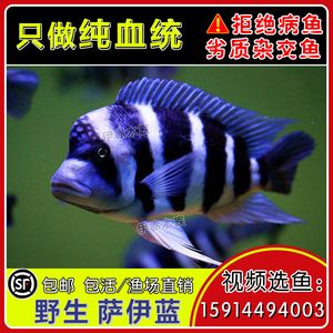 龍魚吃薩伊藍(lán)嗎：龍魚不會吃薩伊藍(lán)嗎？