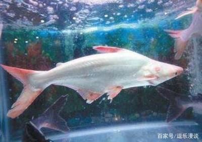 淡水鯊能和龍魚養(yǎng)在一起嗎：淡水鯊魚和龍魚可以一起養(yǎng)，取決于多種因素，