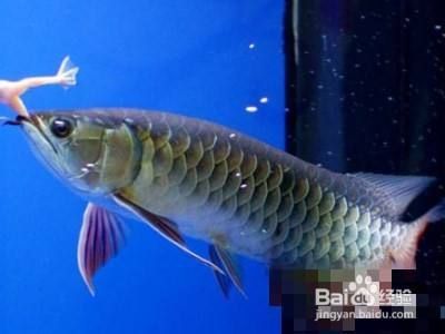 龍魚新入缸不吃食會死嗎為什么：龍魚新入缸不吃食會死嗎