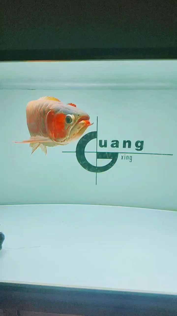 記錄：被養(yǎng)魚耽誤的建筑師 觀賞魚論壇