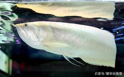 養(yǎng)銀龍魚寓意著什么意思：養(yǎng)銀龍魚寓意是什么 龍魚百科 第2張