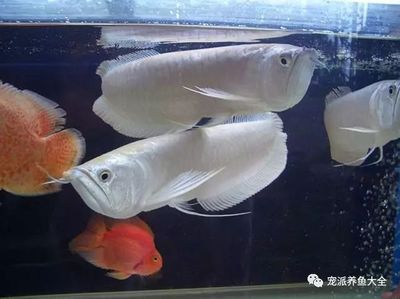 家里龍魚跳缸是好還是壞：龍魚跳缸是好還是壞