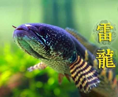 奶茶雷龍可以混養(yǎng)什么魚(yú)：奶茶雷龍魚(yú)在混養(yǎng)時(shí)應(yīng)選擇體型相近或略大的魚(yú)類(lèi)混養(yǎng) 龍魚(yú)百科 第3張