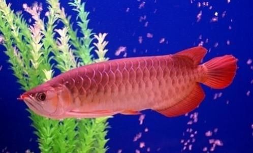 頂級紅龍魚品牌排名前十：紅龍魚和龍魚飼料品牌排名