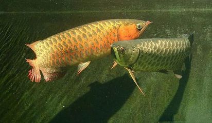 龍魚(yú)到家10天不開(kāi)口正常嗎：龍魚(yú)到家后一段時(shí)間內(nèi)不開(kāi)口吃食是正常的但有一定的前提條件 龍魚(yú)百科 第2張