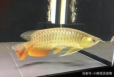 龍魚上午趴缸下午就沒事了嗎：為什么龍魚上午趴缸下午就沒事了？ 龍魚百科 第1張