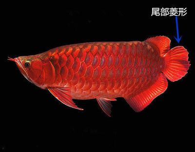 紅龍魚(yú)的介紹詞怎么寫(xiě)：紅龍魚(yú)的介紹 龍魚(yú)百科 第1張