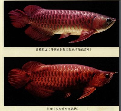 紅龍魚(yú)的介紹詞怎么寫(xiě)：紅龍魚(yú)的介紹 龍魚(yú)百科 第2張