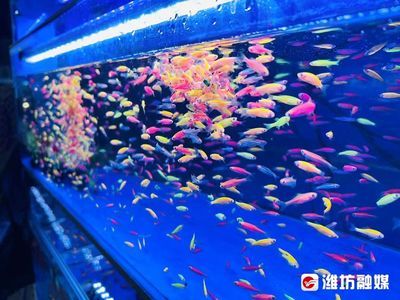 金龍魚水族館