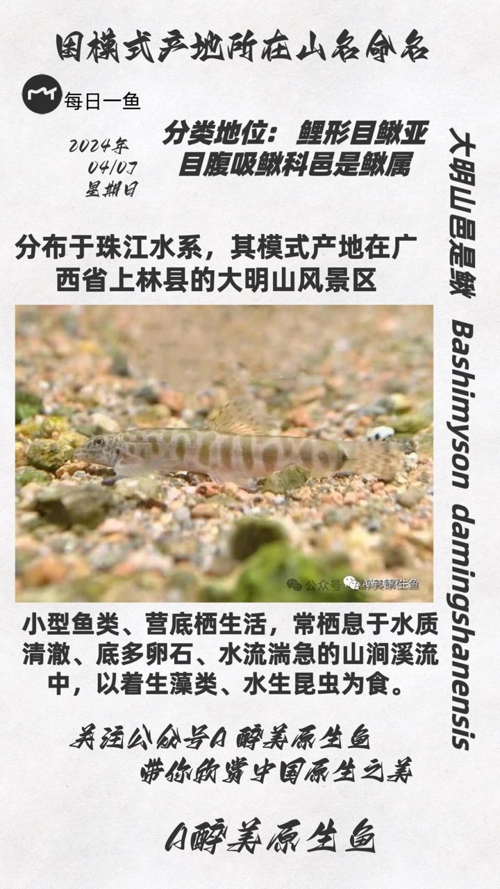 大明山邑是鰍：上林大明山， 觀賞魚(yú)論壇