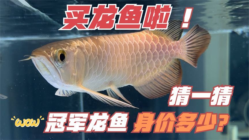 買(mǎi)龍魚(yú)到哪個(gè)平臺(tái)好一點(diǎn)：如何選擇購(gòu)買(mǎi)龍魚(yú)平臺(tái)