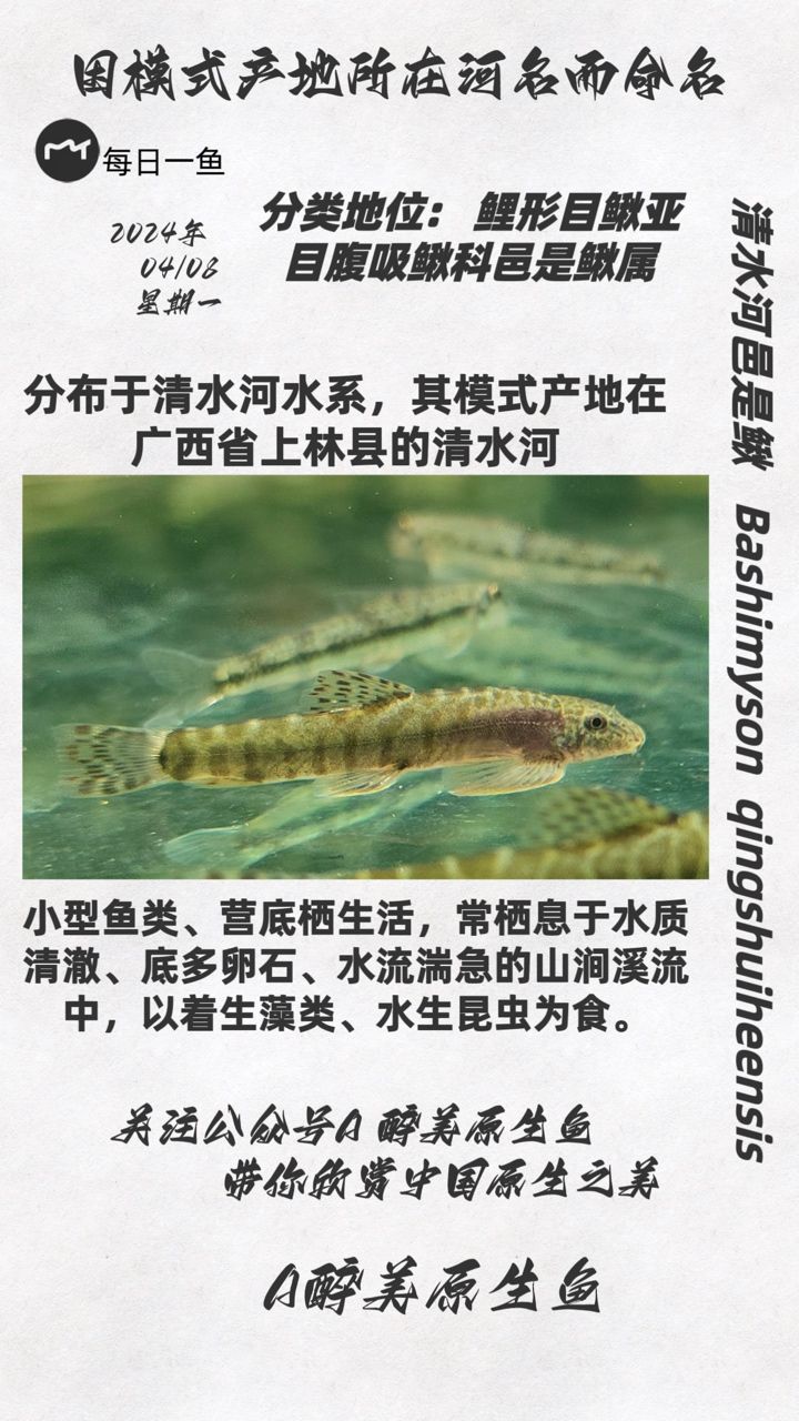 清水河邑是鰍：上林清水河，武工隊(duì)評(píng)論 觀賞魚論壇