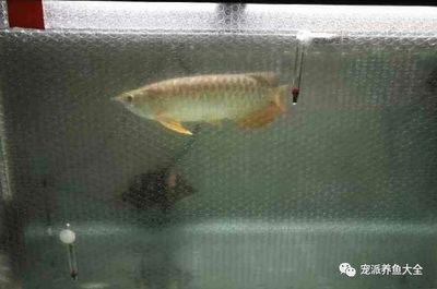 養(yǎng)龍魚的魚缸一個月用多少電費正常：養(yǎng)龍魚的魚缸一個月用多少電費