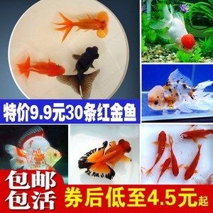 紅龍魚吃小金魚增色快嗎？：紅龍魚吃小金魚增色快嗎紅龍魚吃小金魚增色快嗎 龍魚百科 第2張