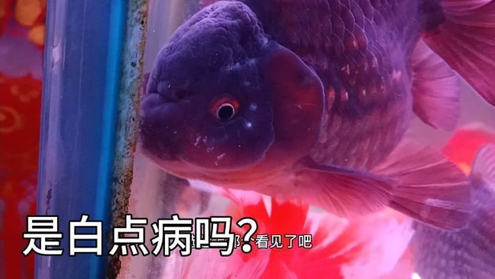 金龍魚(yú)頭上有白色的是什么病：金龍魚(yú)頭部出現(xiàn)白色癥狀可能是由幾種疾病引起的，要確診并治療