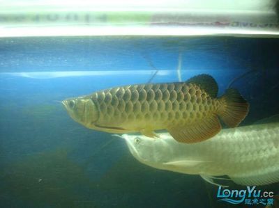 古典龍魚跟藍(lán)底龍魚的區(qū)別：古典龍魚與藍(lán)底龍魚的區(qū)別