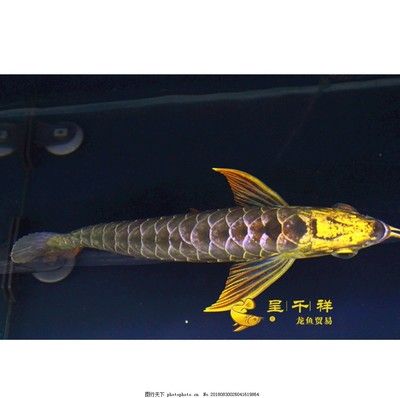 古典龍魚跟藍(lán)底龍魚的區(qū)別：古典龍魚與藍(lán)底龍魚的區(qū)別