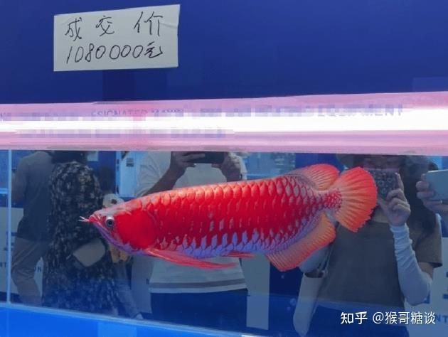 最好的龍魚缸品牌：世界上最貴的龍魚價(jià)格表