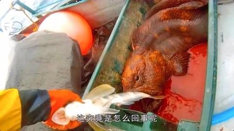 龍魚不動了：龍魚不動可能是由于多種原因引起的，可能是多種原因引起的 龍魚百科 第2張