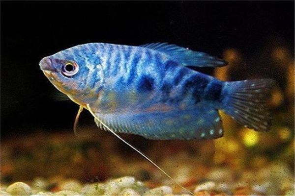 100種常見觀賞魚類名稱及圖片：100種常見的觀賞魚類名稱及圖片