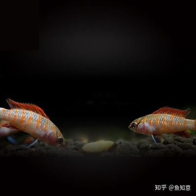 火焰變色龍魚養(yǎng)成記：火焰變色龍魚的養(yǎng)成記