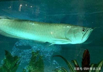 為什么龍魚不能喂活泥鰍魚：龍魚為什么不能喂活泥鰍魚？ 龍魚百科 第3張