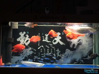 龍魚收到后多久能入缸養(yǎng)殖：龍魚收到后入缸養(yǎng)殖的時(shí)間需要考慮幾個(gè)因素，需要考慮幾個(gè)因素 龍魚百科 第2張