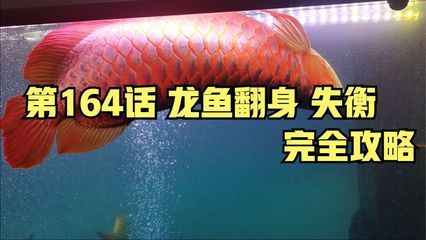 龍魚翻身游：龍魚翻身游怎么辦 龍魚百科