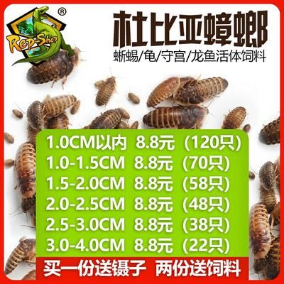 龍魚專用飼料配方比例表大全：龍魚專用飼料基本配方比例和注意事項(xiàng)和注意事項(xiàng) 龍魚百科 第3張