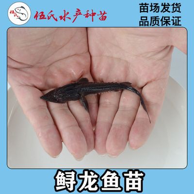 龍魚苗子什么時(shí)候有卵泡了：龍魚苗子什么時(shí)候有卵泡