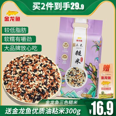 金龍魚主食：金龍魚的谷薯雜糧米怎么樣？