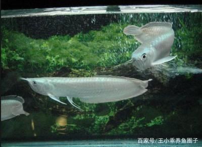 你知道銀龍魚(yú)長(zhǎng)什么樣子嗎：銀龍魚(yú)的外觀特征使它們成為了受歡迎的觀賞魚(yú)品種 龍魚(yú)百科 第2張