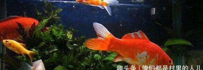 養(yǎng)小金龍魚要注意什么事項：養(yǎng)小金龍魚的注意事項