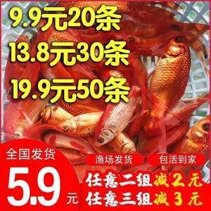 紅龍漁場(chǎng)排名：印尼紅龍漁場(chǎng)排名 龍魚百科 第3張